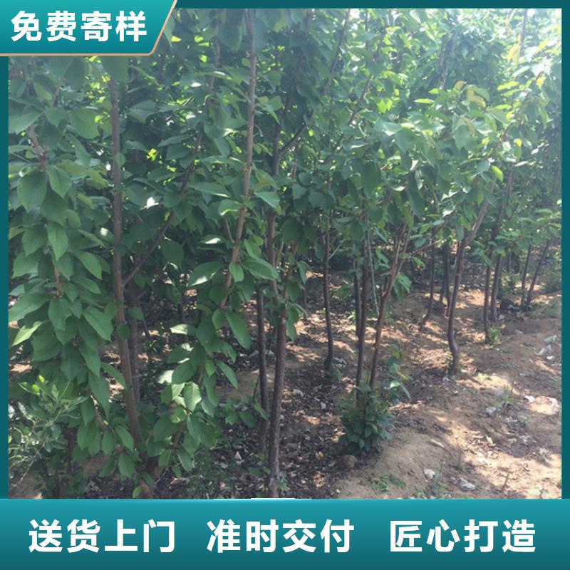 【樱桃苹果苗货到付款】