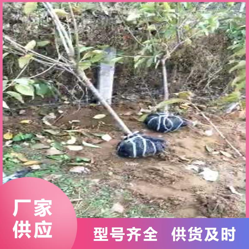 樱桃嘎啦苹果大量现货供应