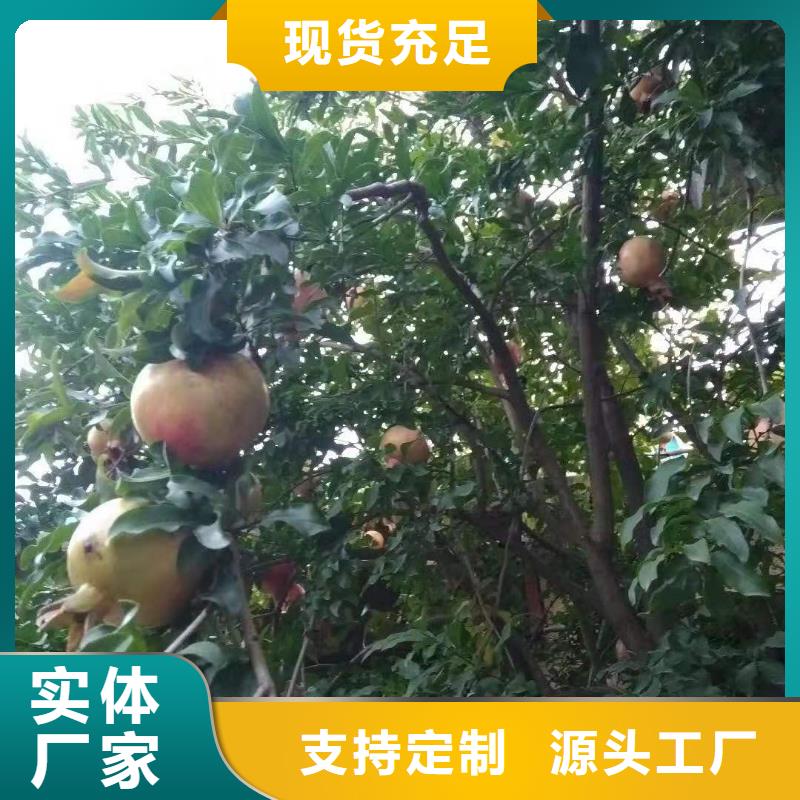石榴樱桃苗供应采购