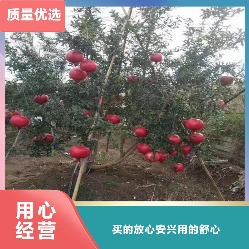 石榴-苹果苗注重细节