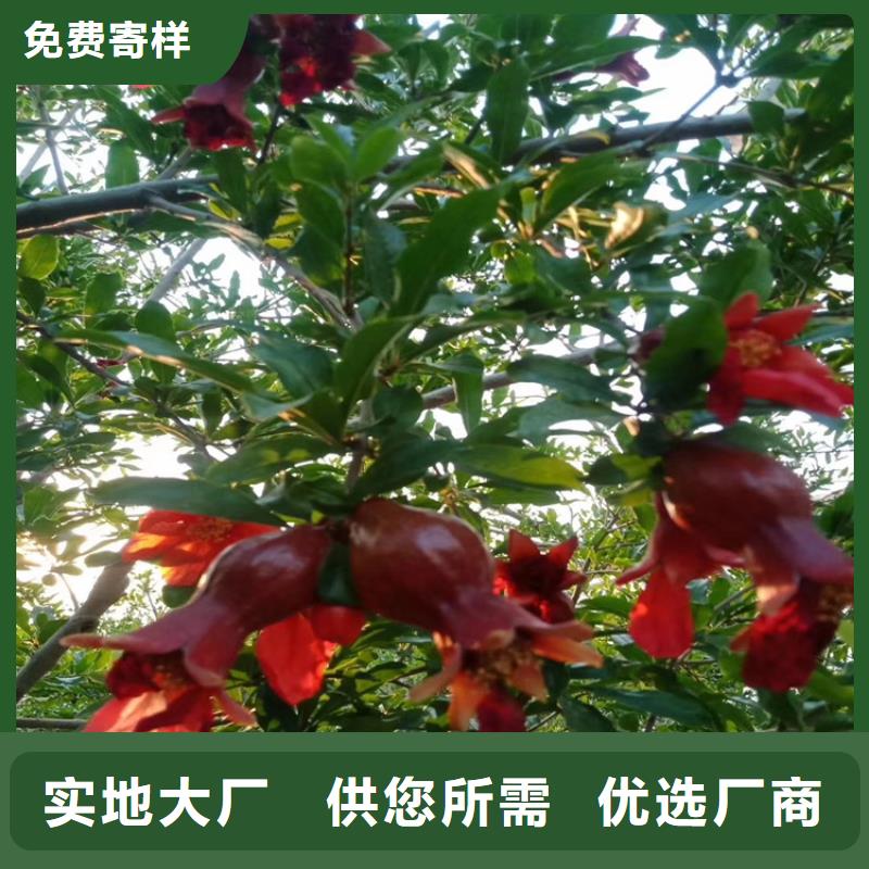 【石榴-花椒苗源厂定制】