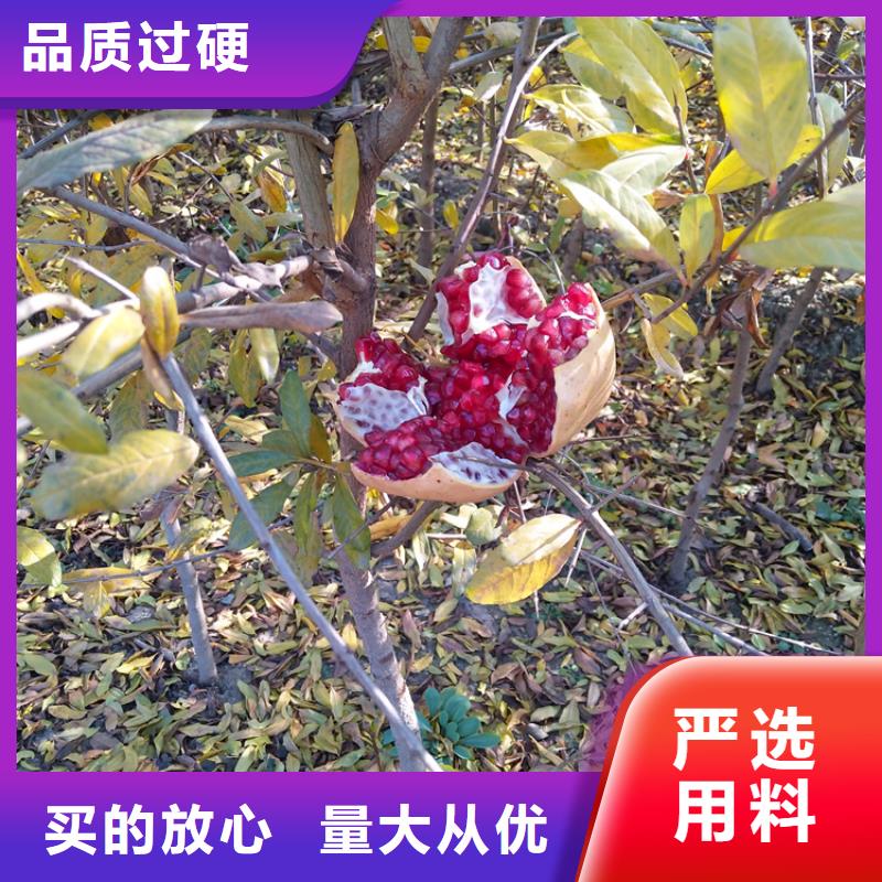 石榴_【樱桃苗】认准大品牌厂家