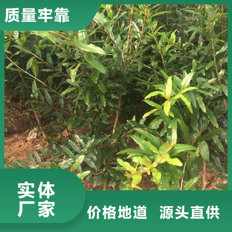 石榴苹果苗价格合理