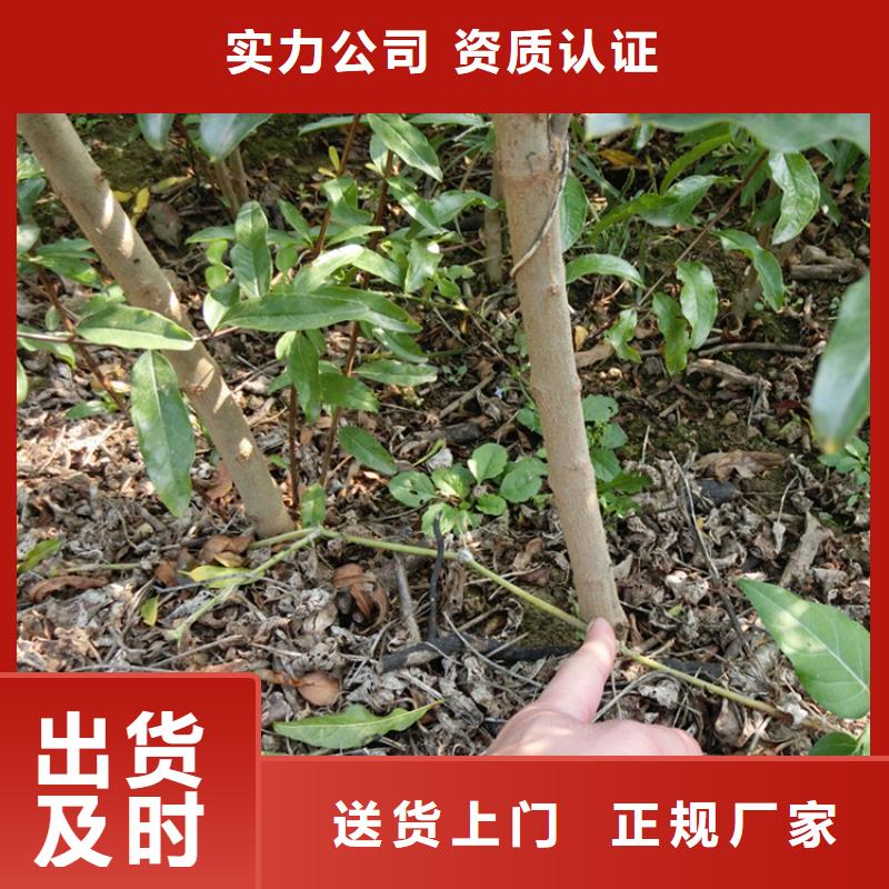 石榴桃树苗现货实拍