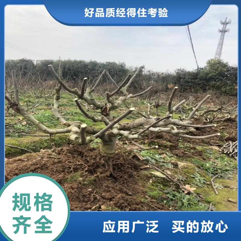 无花果桃树苗厂家直销供货稳定