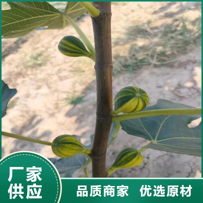 无花果桃树苗实力商家供货稳定