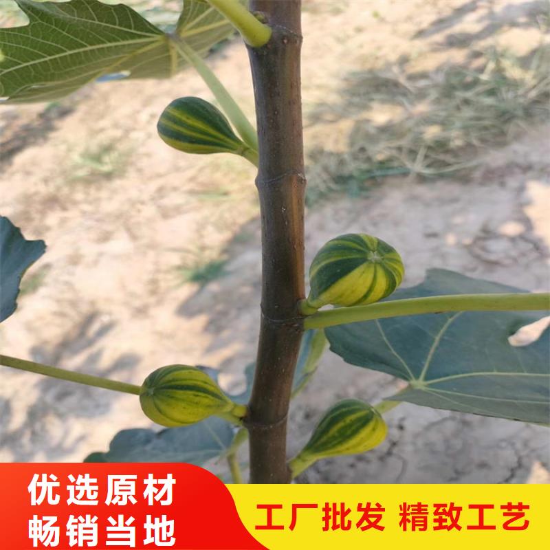 无花果樱桃苗种类丰富