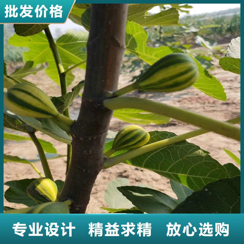 【无花果苹果苗定制销售售后为一体】