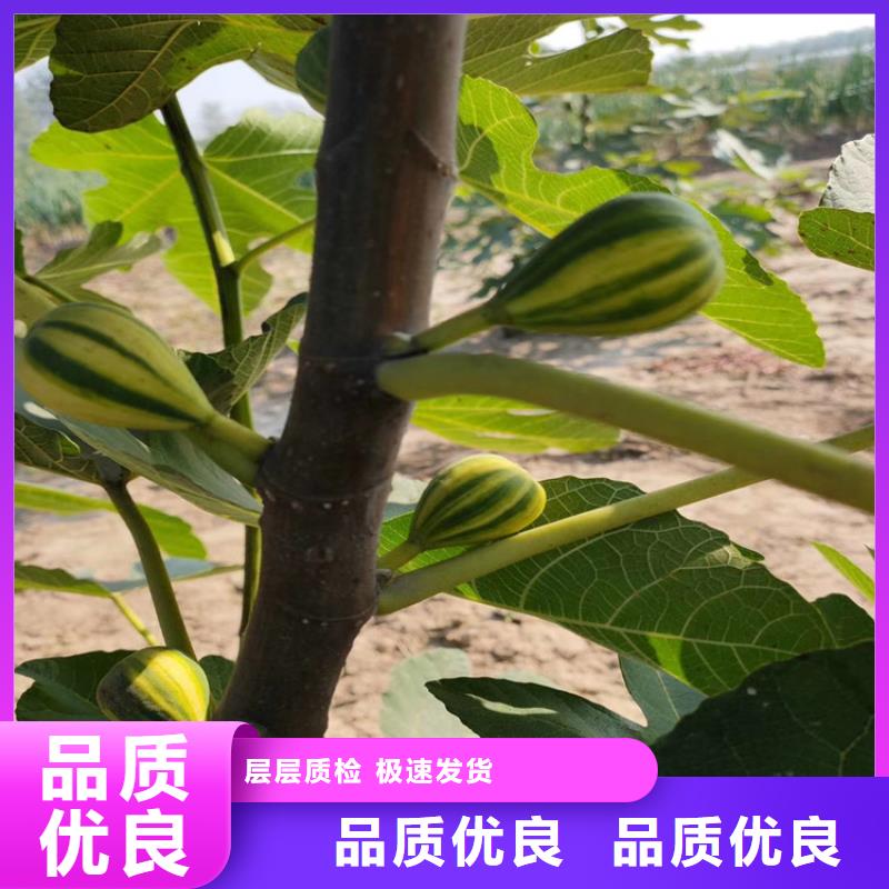 无花果苹果苗市场行情