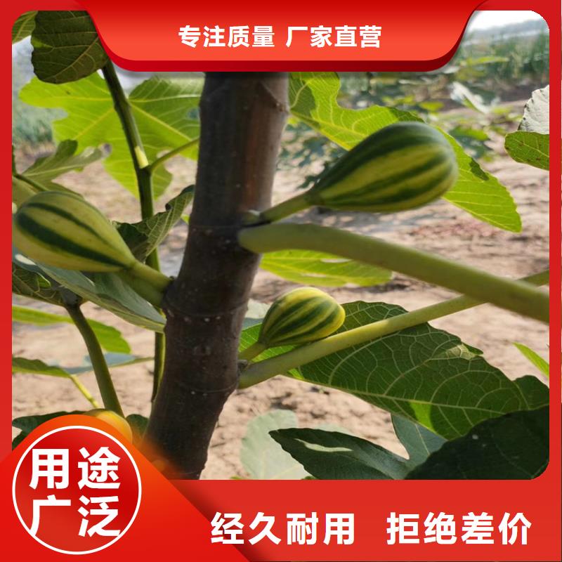 无花果蓝莓苗严选用料