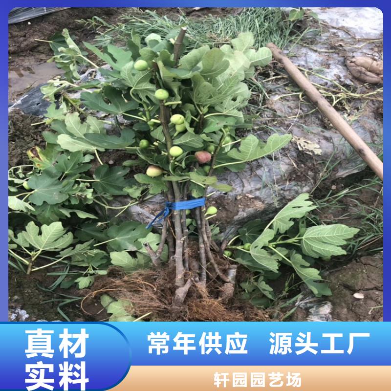 无花果葡萄苗拒绝中间商