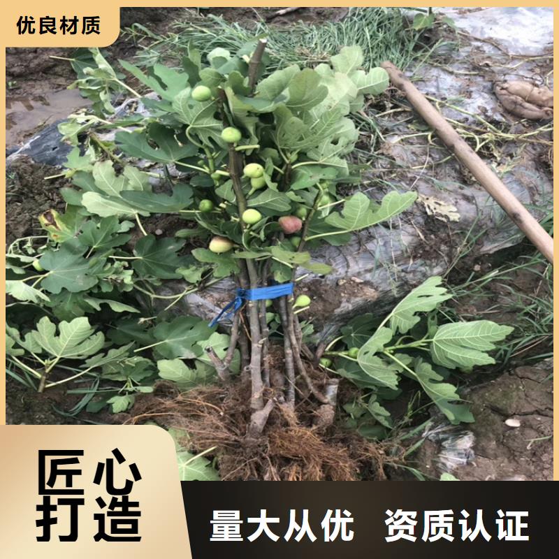 无花果,石榴树用心做产品