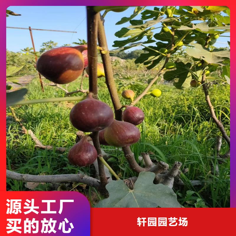 无花果苹果苗精选优质材料