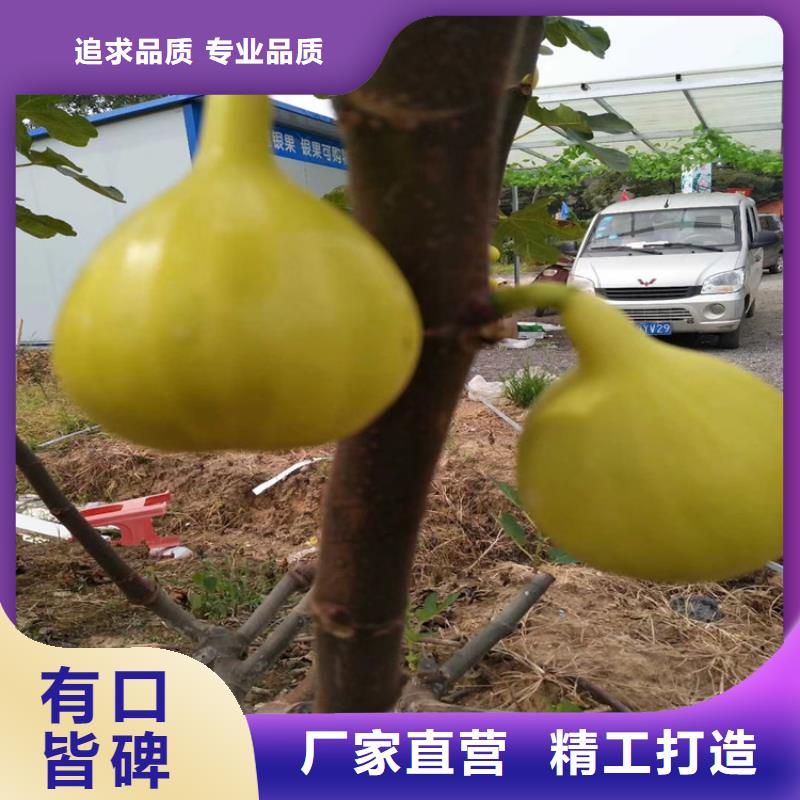 无花果樱桃苗款式多样