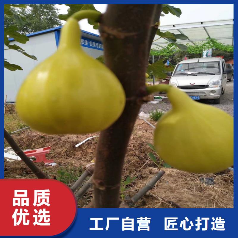 无花果石榴树专注质量