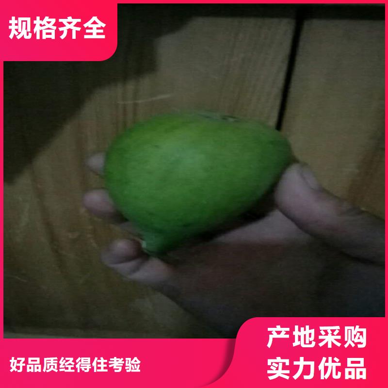 无花果【桃树苗】甄选好物