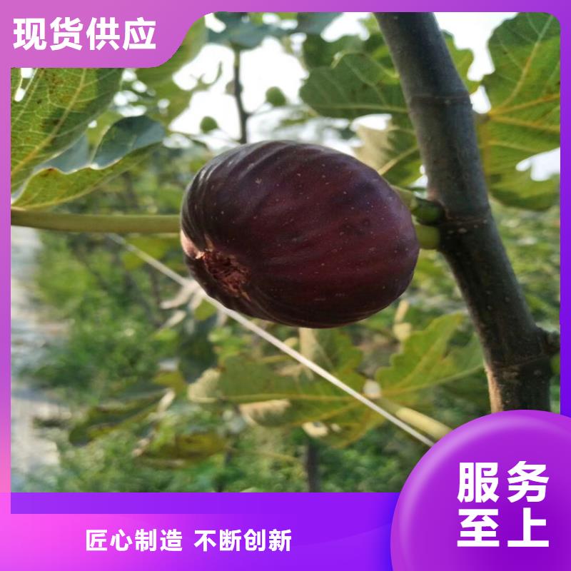 无花果樱桃苗严选好货