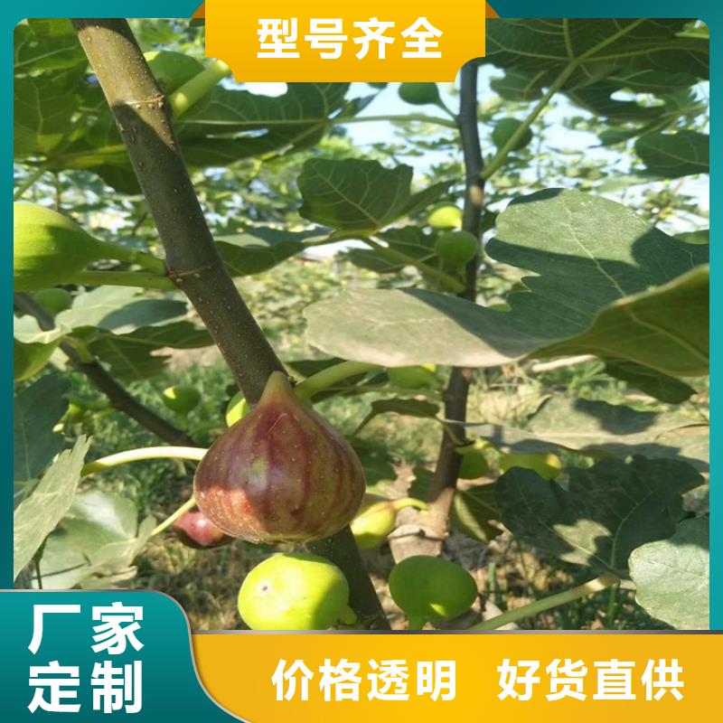 无花果,苹果苗用心服务