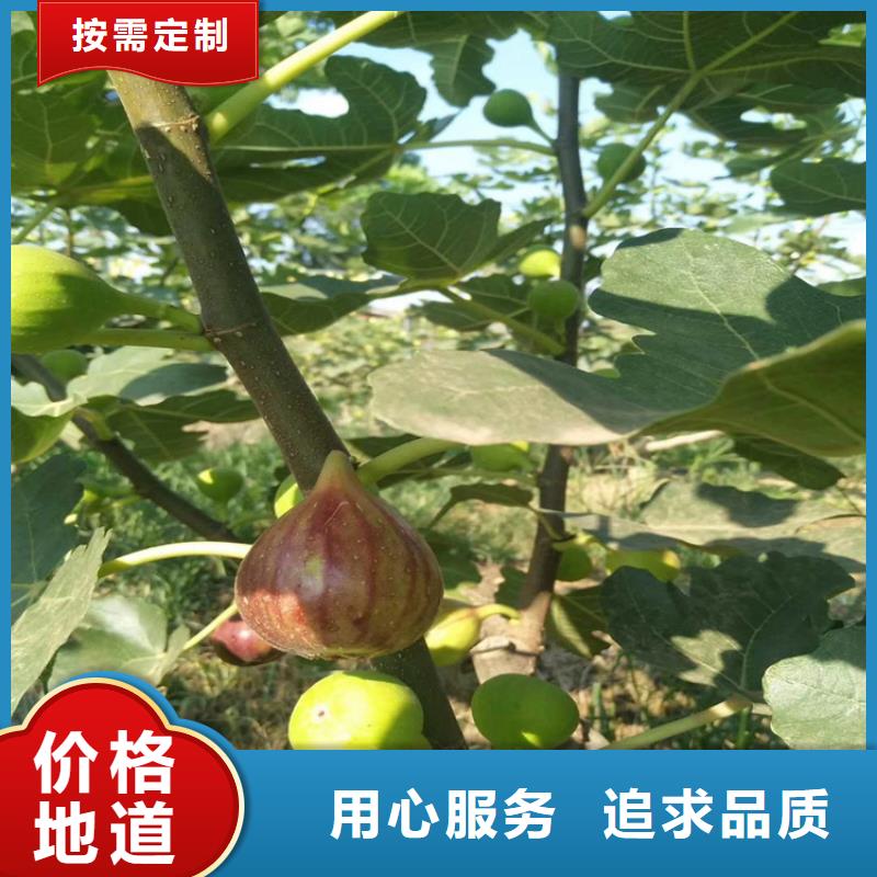 【无花果苹果苗定制销售售后为一体】