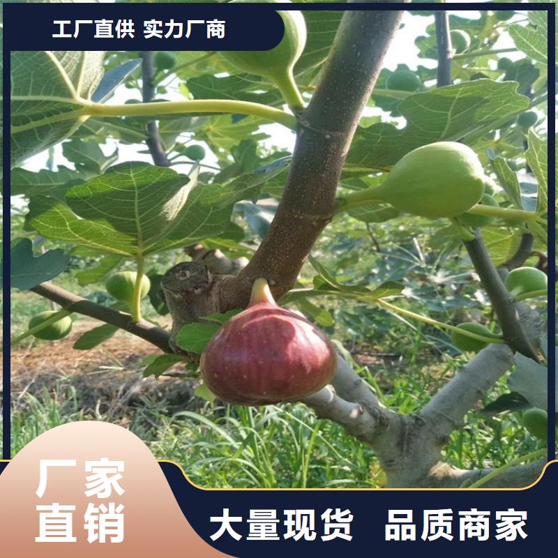 无花果樱桃苗优良材质