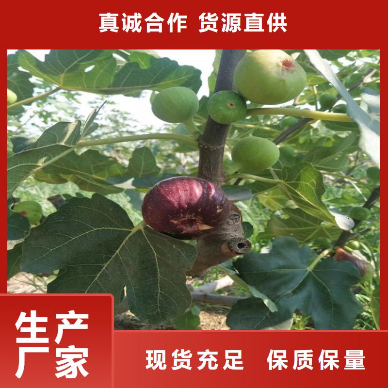 无花果【蓝莓苗】量大从优