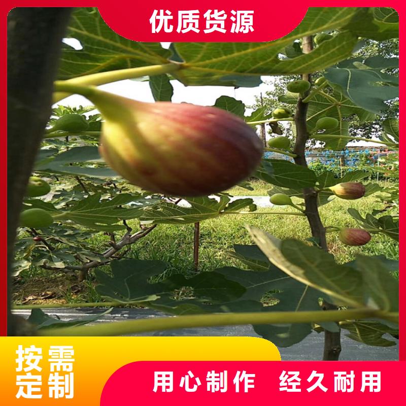 【无花果】-樱桃苗工艺成熟