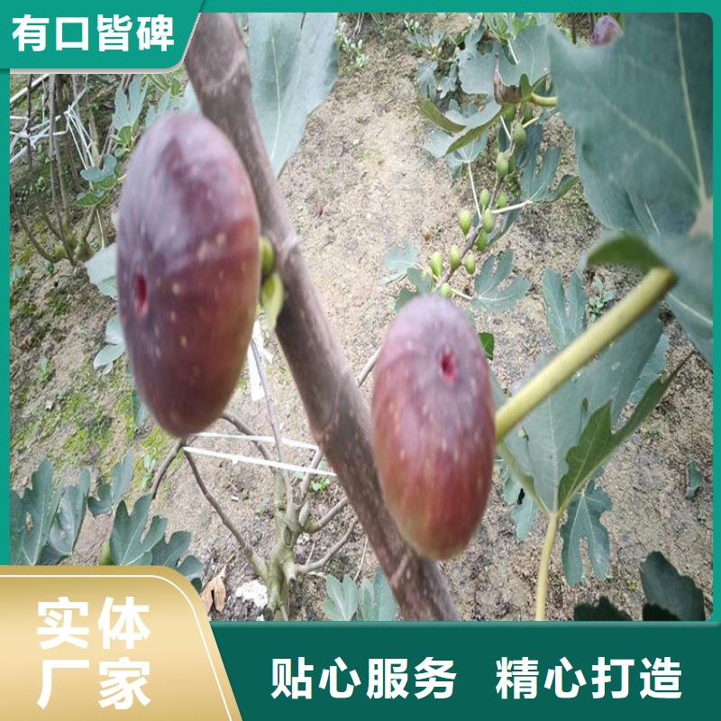 无花果_樱桃苗值得信赖