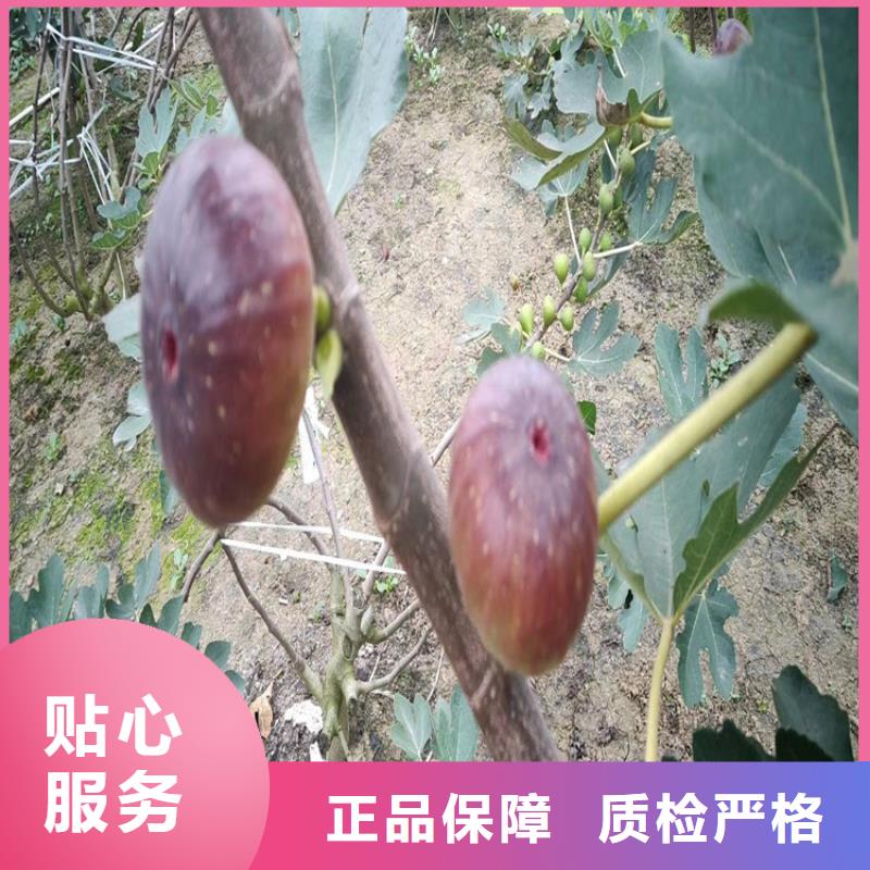 无花果草莓苗资质认证