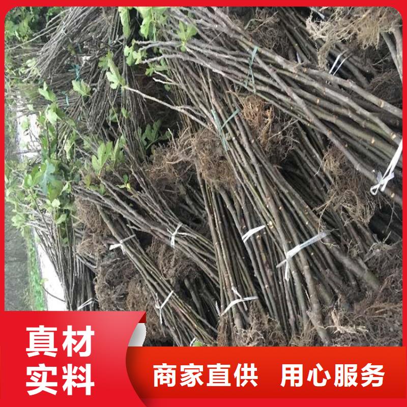 无花果樱桃苗实力大厂家