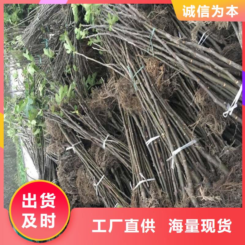 无花果葡萄苗拒绝中间商