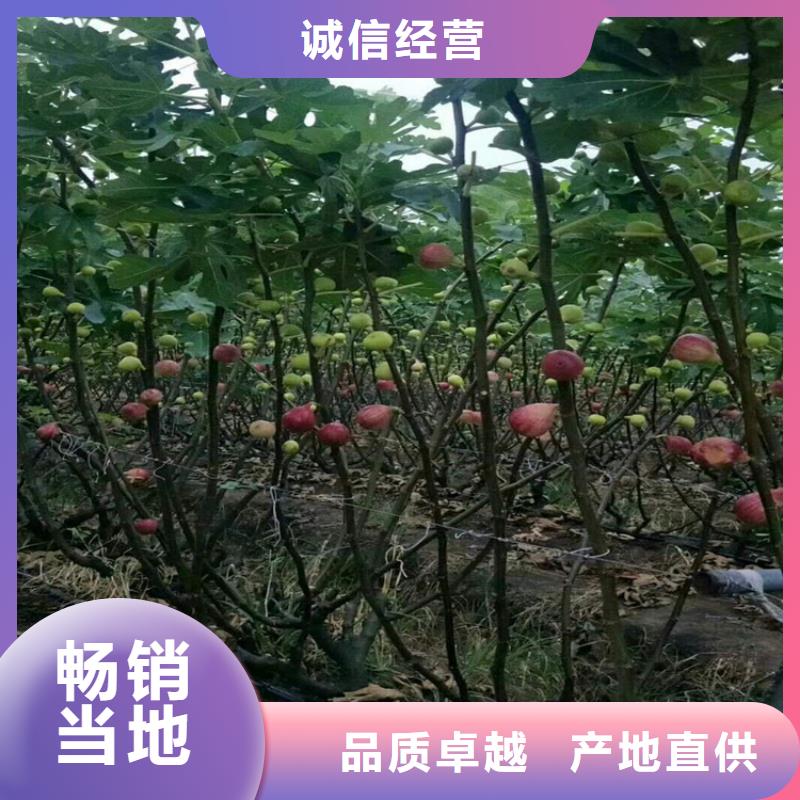 无花果【桃树苗】甄选好物