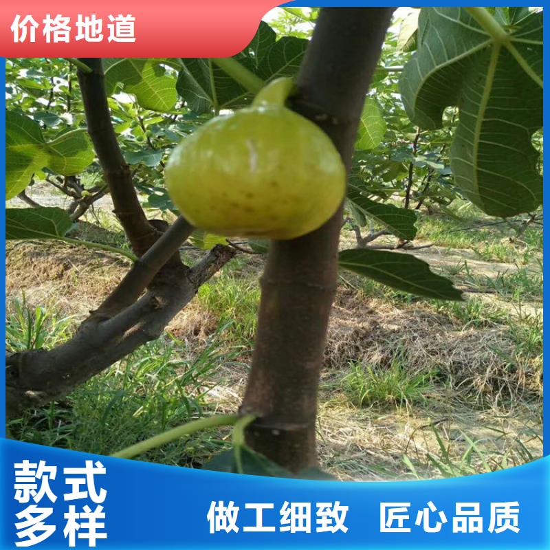 无花果_樱桃苗值得信赖