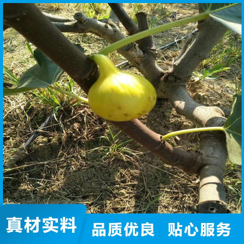 无花果樱桃苗今日价格