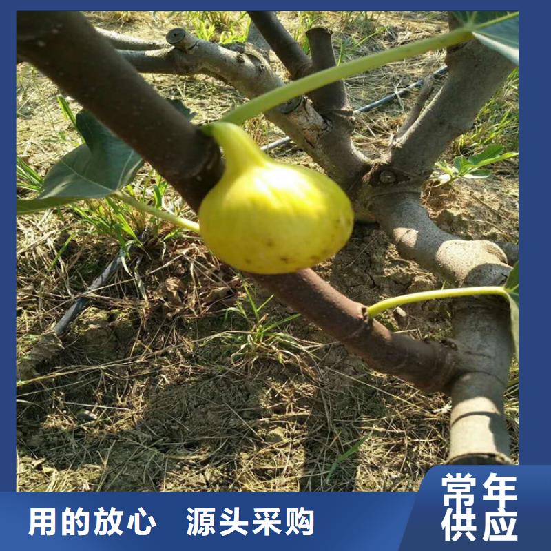 无花果苹果苗货品齐全