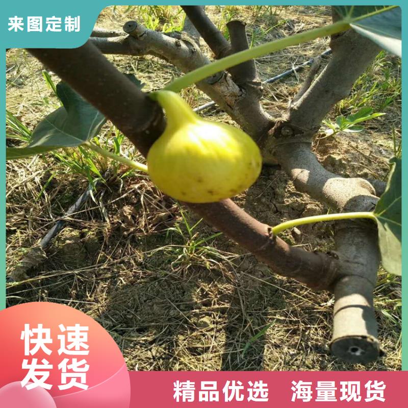 无花果【桃树苗】甄选好物