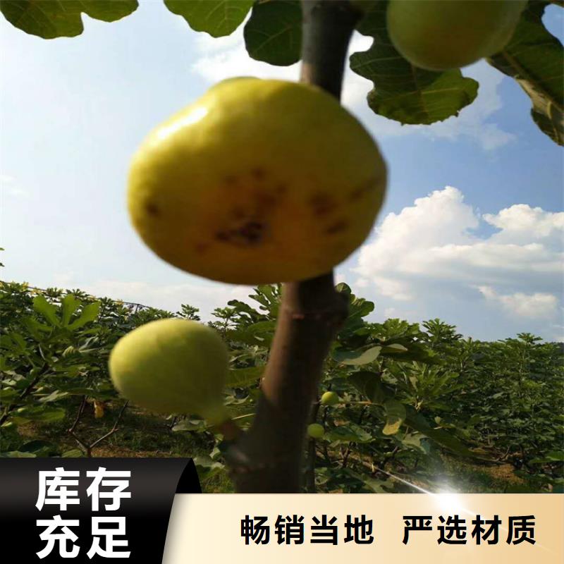 无花果-草莓苗实力商家供货稳定