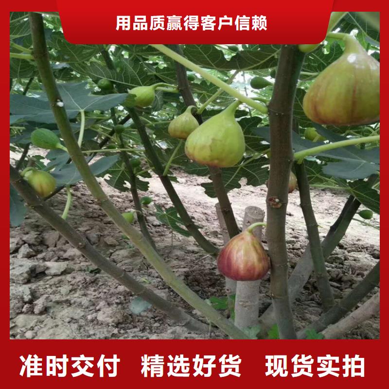 无花果【桃树苗】甄选好物