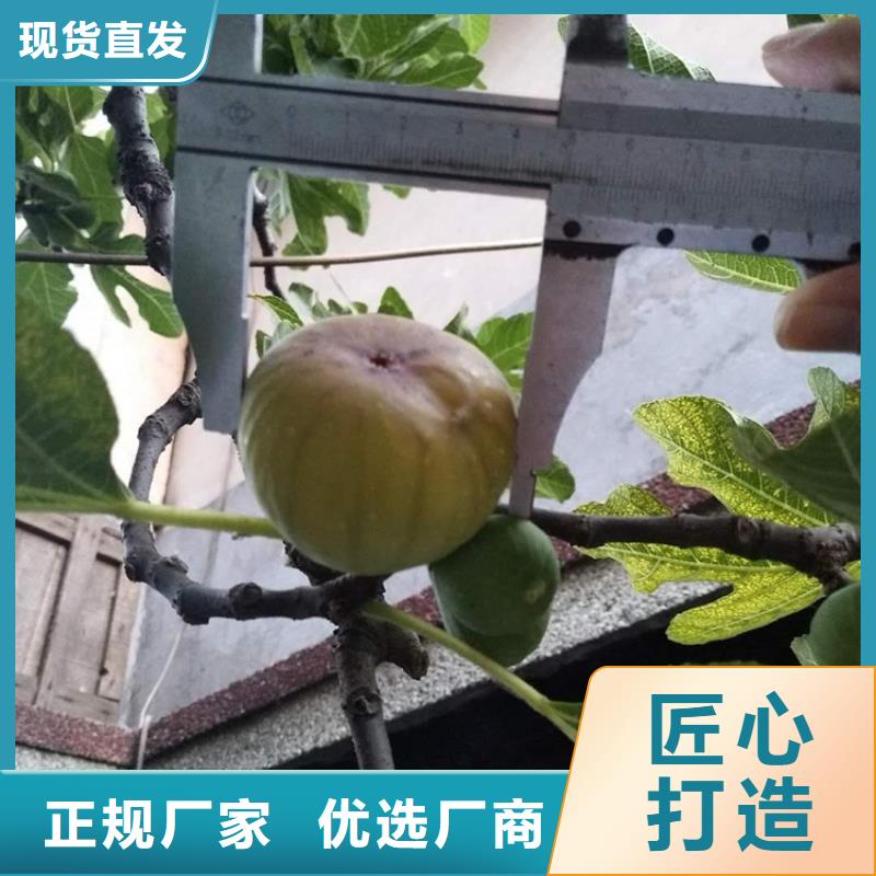 无花果苹果苗支持拿样