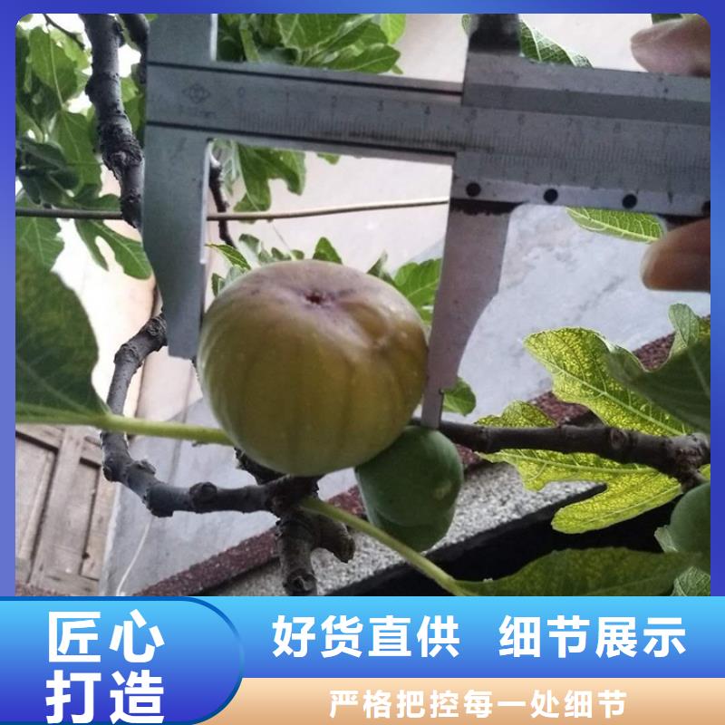 无花果【桃树苗】甄选好物