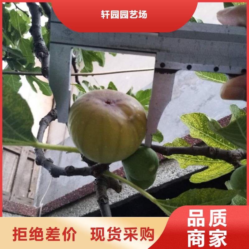 【无花果】樱桃苗值得买