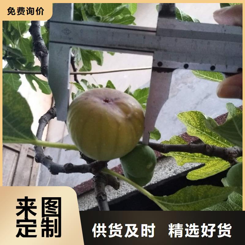 无花果,苹果苗用心服务