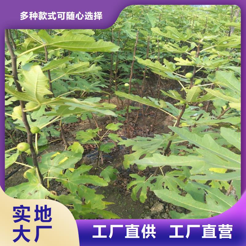 无花果樱桃苗质检合格出厂