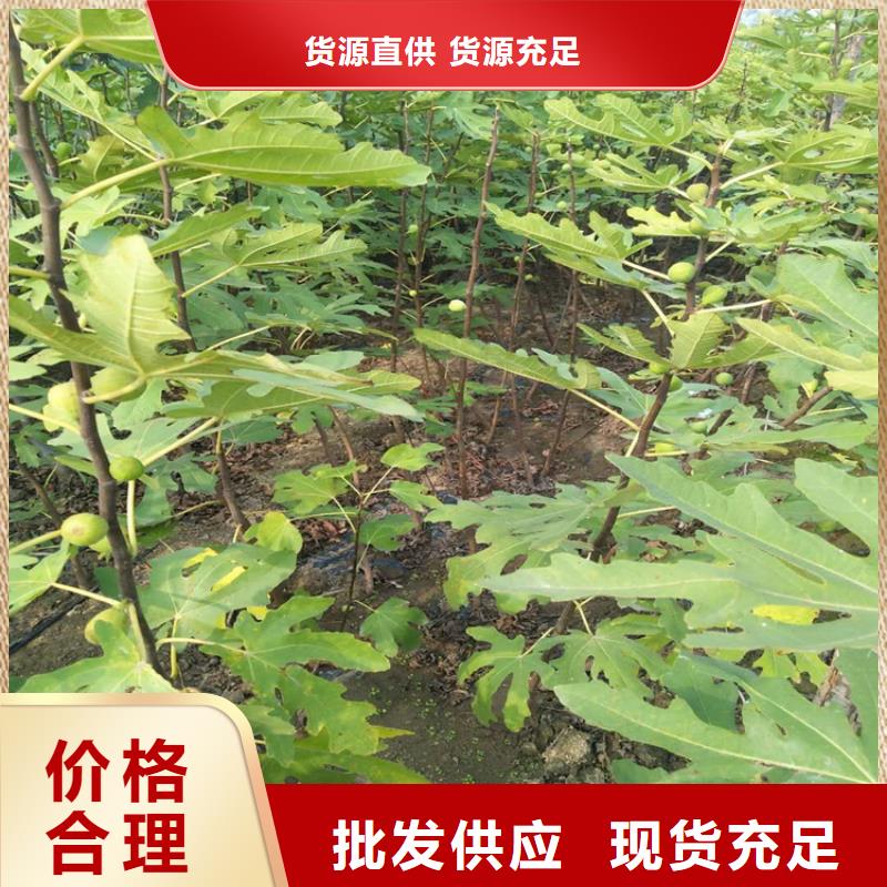 【无花果-玛瑙红石榴苗按需定制真材实料】