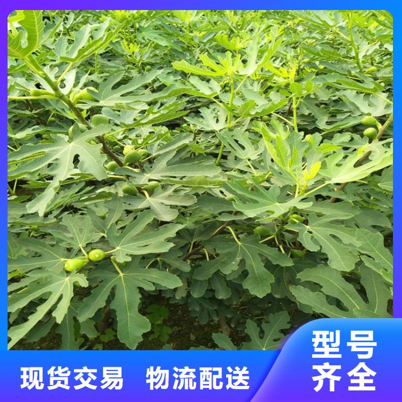 【无花果】-樱桃苗工艺成熟