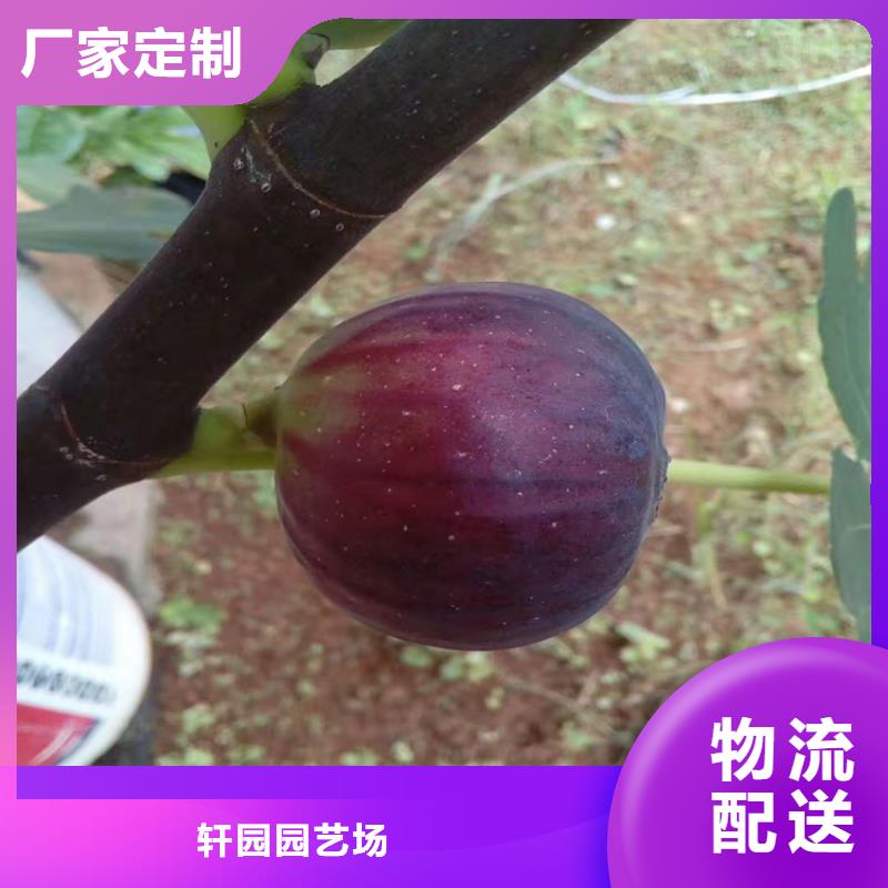 无花果石榴苗厂家批发价