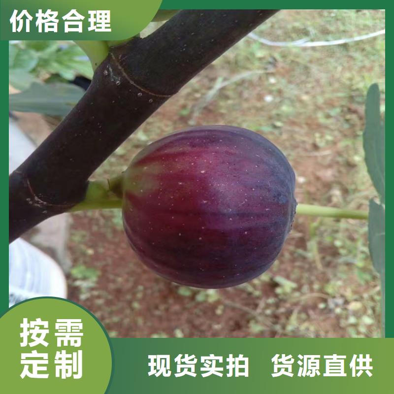 无花果苹果苗精选优质材料