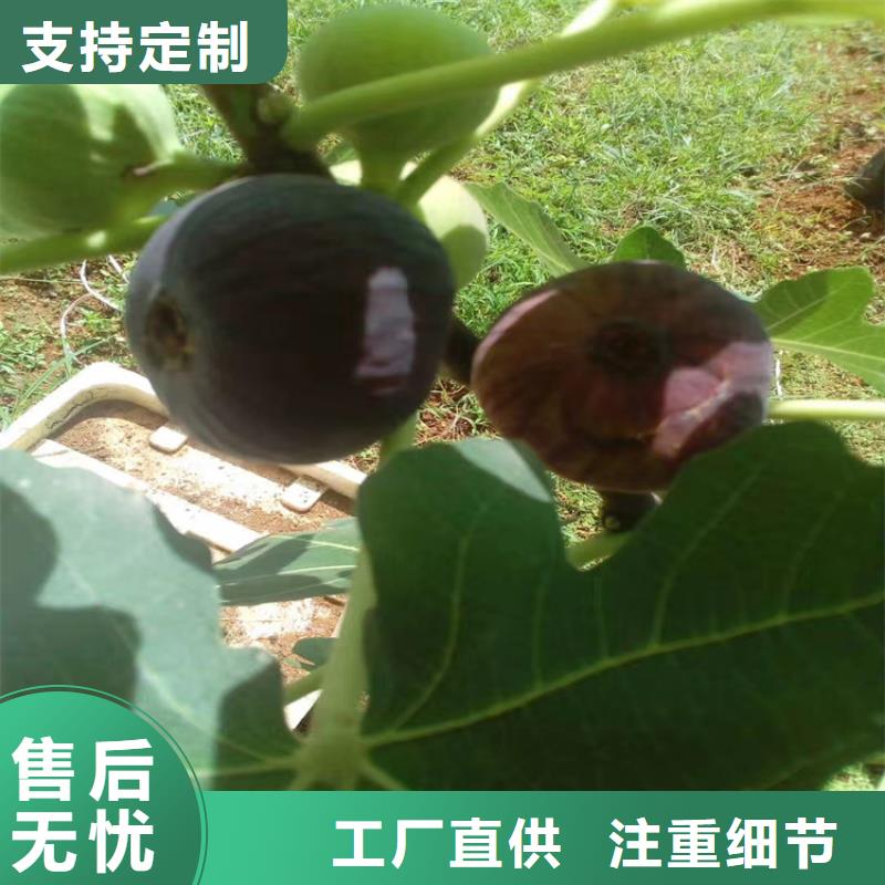 无花果苹果苗精选优质材料