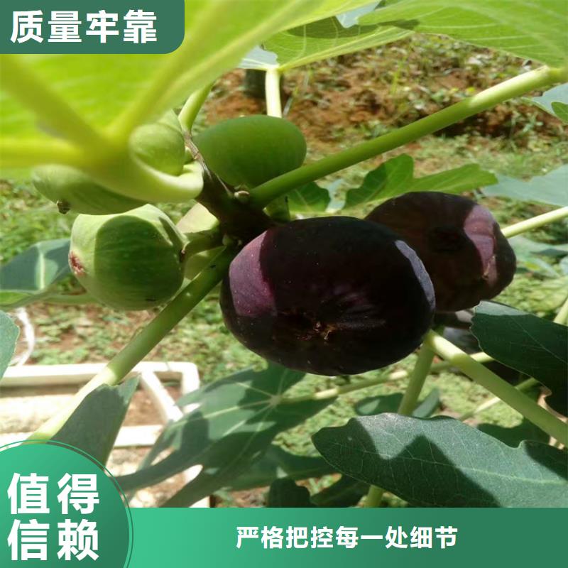 无花果苹果苗货品齐全