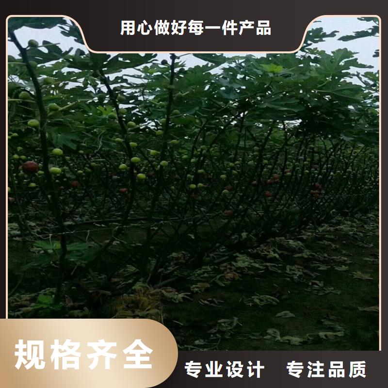 无花果蓝莓苗严选用料