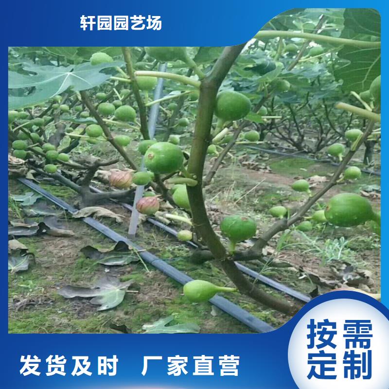 无花果,苹果苗用心服务